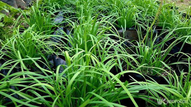 부추 자료사진. / Yona Julianto-shutterstock.com