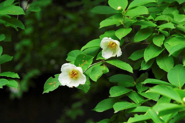 노각나무 꽃 자료사진. / 국립생물자원관