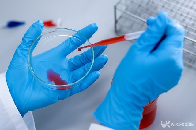 한천을 활용한 배지 자료사진. 해당 이미지는 기사 이해를 돕기 위해 AI로 재연하였습니다. / 위키푸디