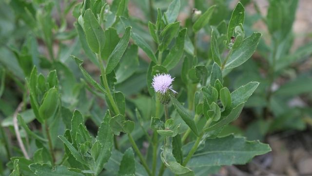 조뱅이 자료사진. / 국립생물자원관