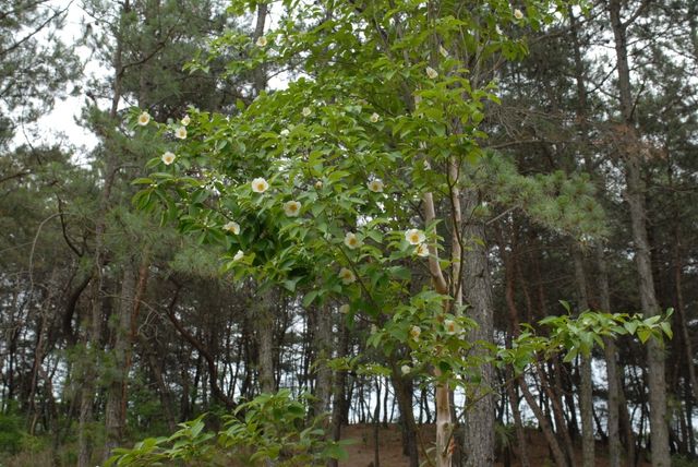 노각나무 자료사진. / 국립생물자원관