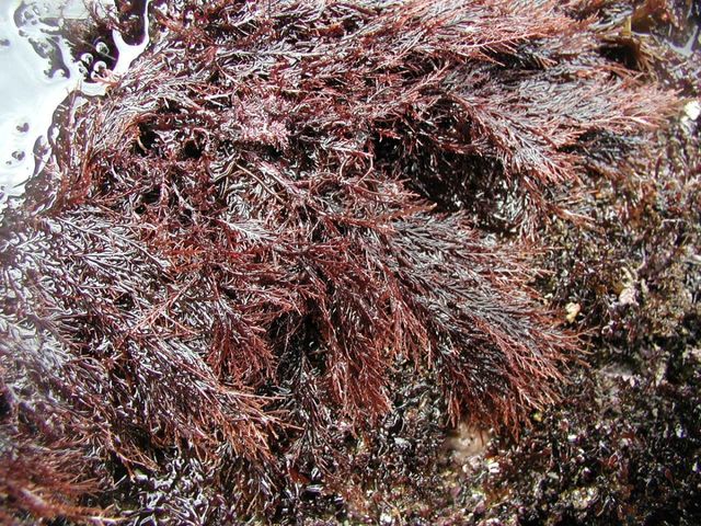 우뭇가사리 자료사진. / 국립생물자원관