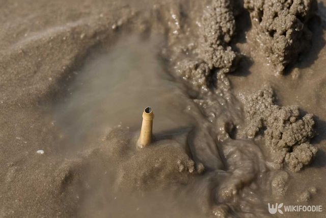 갯지렁이 집 자료사진. 기사 이해를 돕기 위해 AI로 제작되었습니다. / 위키푸디