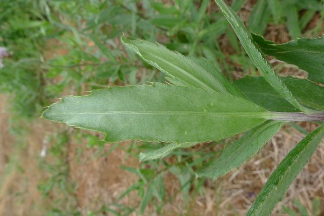 조뱅이 자료사진. / 국립생물자원관