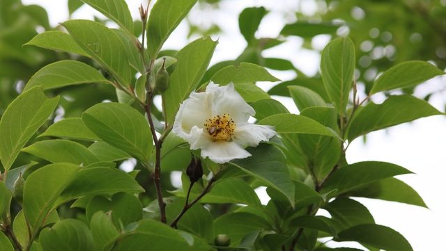 노각나무 꽃 자료사진. / 국립생물자원관