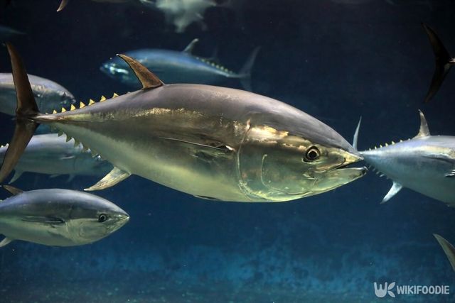 참다랑어 자료 사진. / feathercollector-shutterstock