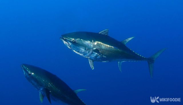 참다랑어 자료 사진. / Adnan Buyuk-shutterstock