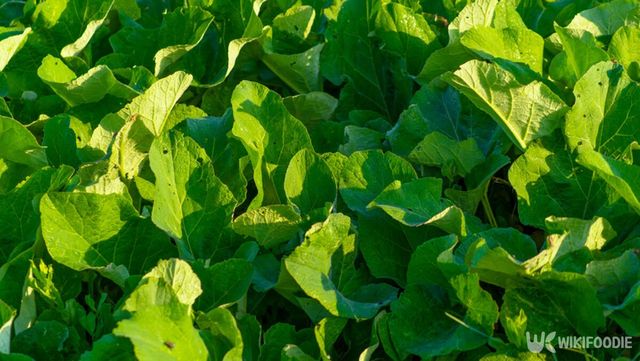 일반 우엉잎 자료사진. / aleksandr Naim-shutterstock.com