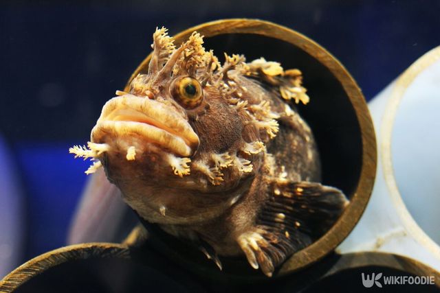 전복치 자료 사진. / AnnIris-shutterstock