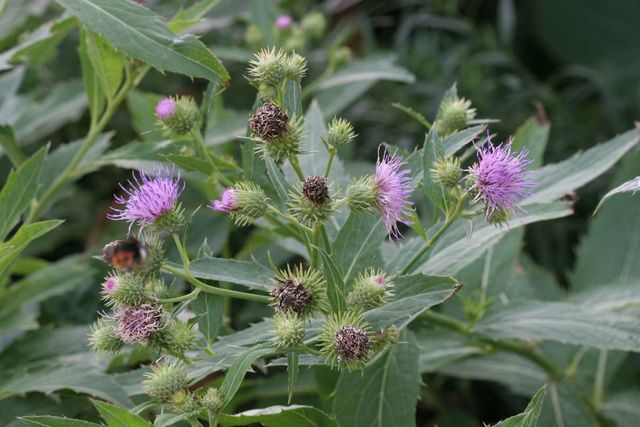 기사 이해를 돕기 위한 자료 사진 / 국립생물자원관