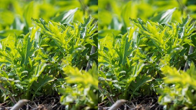 기사 이해를 돕기 위한 물엉겅퀴 자료 사진 / 울릉군