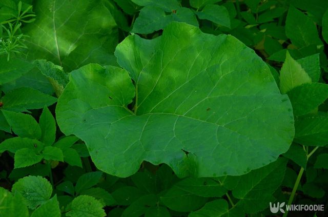 일반 우엉잎 자료사진. / Pashkivskyi-shutterstock.com