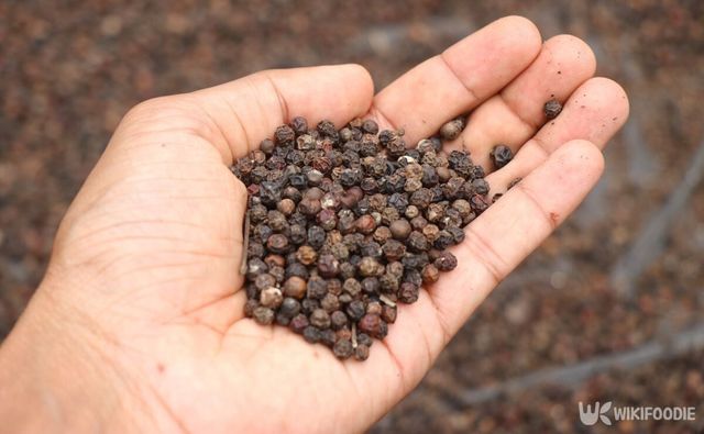 검은 후추 자료 사진. / Pixel Enforcer-shutterstock