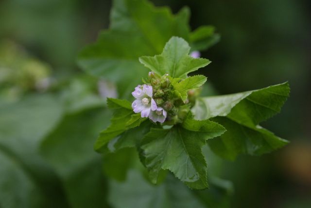 아욱 자료사진. / 국립생물자원관