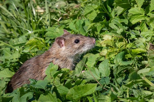 기사 이해를 돕기 위한 쥐 자료 사진 / Kristine Rad- shutterstock