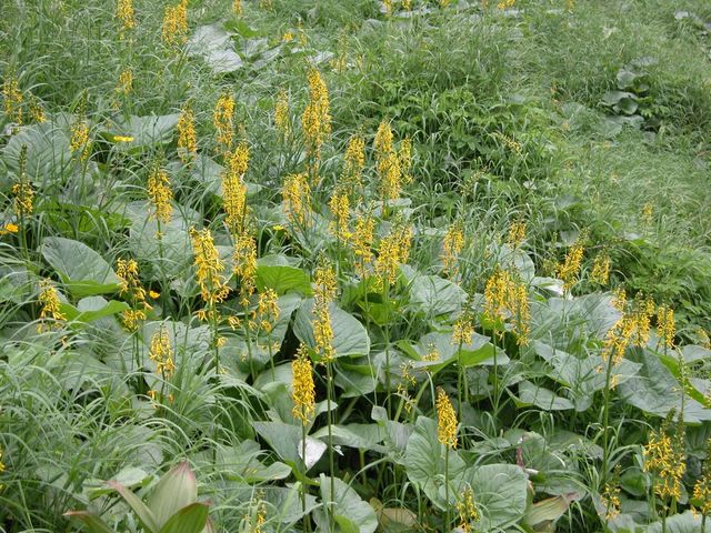 곤달비에 꽃이 핀 모습. / 국립생물자원관 제공