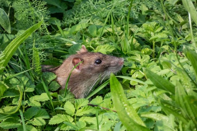 기사 이해를 돕기 위한 쥐 자료 사진 / Kristine Rad- shutterstock