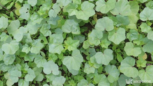 아욱은 여름철에 먹기 좋은 제철 채소다. / CMYK MAKER-shutterstock.com