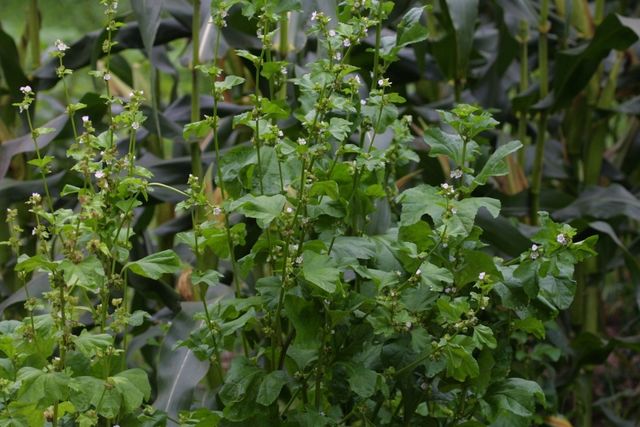 아욱 자료사진. / 국립생물자원관