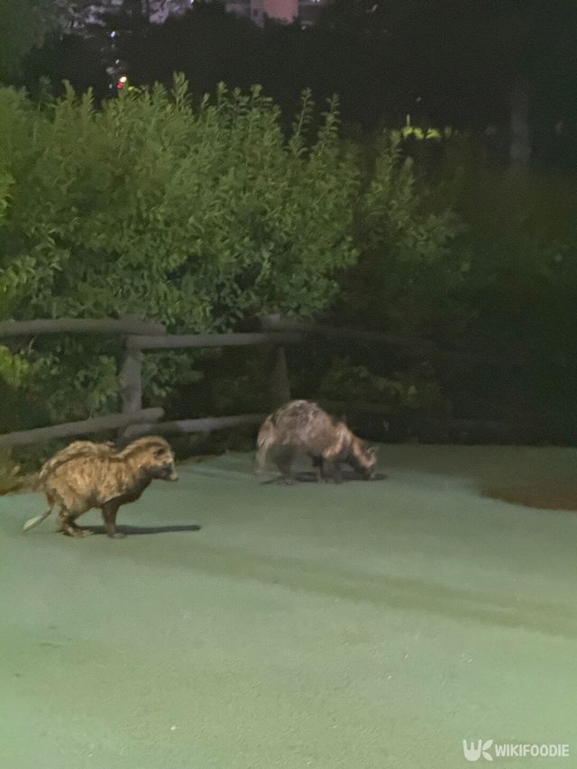 너구리 자료 사진. / 위키푸디