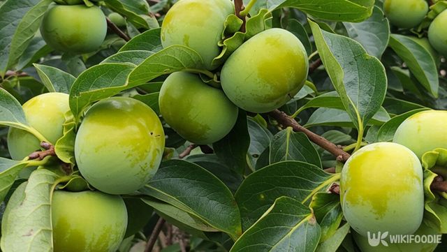 감 자료사진. 해당 이미지는 기사 이해를 돕기 위해 AI로 재연하였습니다. / 위키푸디