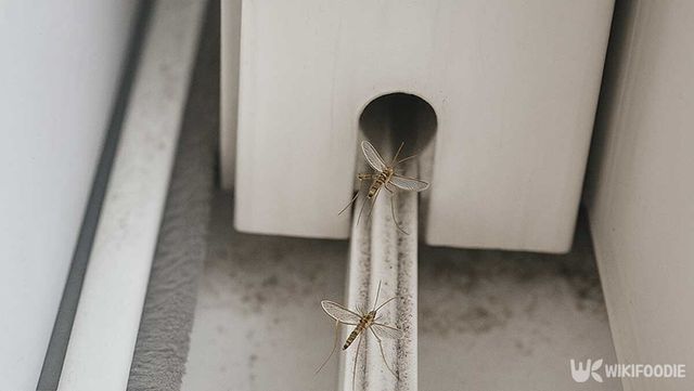 창문 틈으로 들어오는 모기의 모습. / 위키푸디