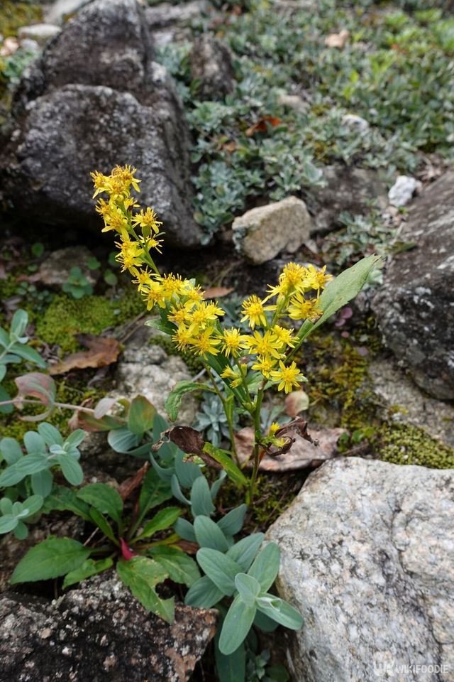 미역취 자료사진. / toremie 2-shutterstock.com