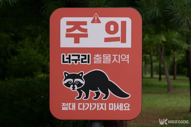 너구리 자료 사진.&nbsp;기사 이해를 돕기 위해 AI로 제작되었습니다. / 위키푸디