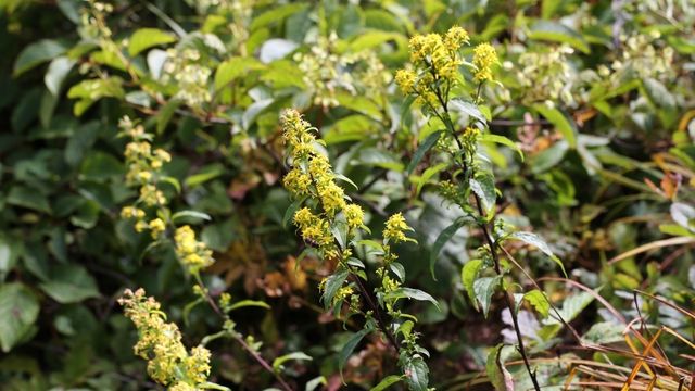 미역취 자료사진. / 국립생물자원관