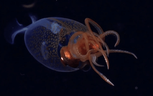 남극하트지느러미오징어 자료사진. / 슈미트해양연구소