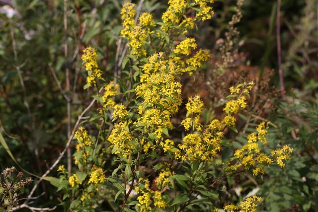 미역취 자료사진. / 국립생물자원관