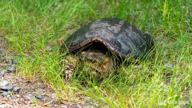 늑대거북은 자연에서는 마땅한 천적이 없다고 알려져 있다. / Liz Albro Photography-shutterstock.com