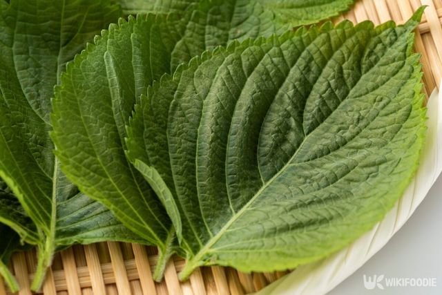 깻잎은 고기에 곁들이기 좋은 쌈채소다. / kai keisuke-shutterstock.com