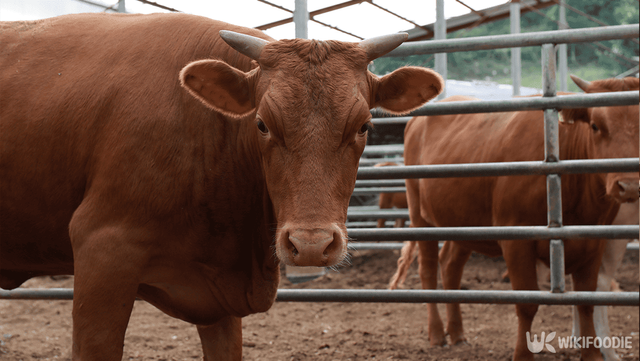 축산농가 고기소 사진. / Jung U-shutterstock.com