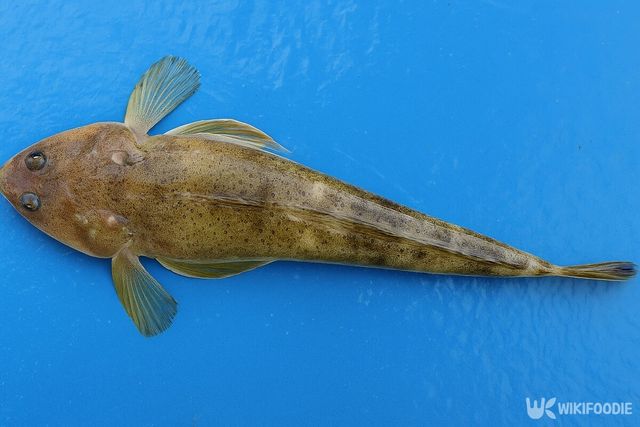 양태 자료사진. 해당 이미지는 기사 이해를 돕기 위해 AI로 재연하였습니다. / 위키푸디