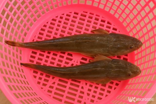 양태 자료사진. 해당 이미지는 기사 이해를 돕기 위해 AI로 재연하였습니다. / 위키푸디