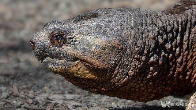 생태계 교란종인 '늑대거북'이 한국 하천에서 발견되고 있다. / Steve Byland-shutterstock.com