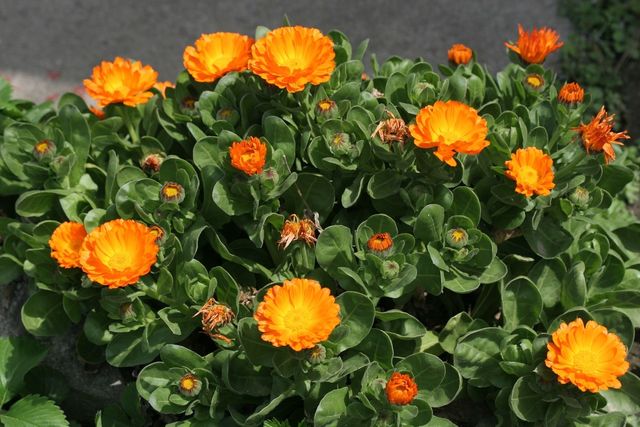 금잔화 자료사진. / 국립생물자원관