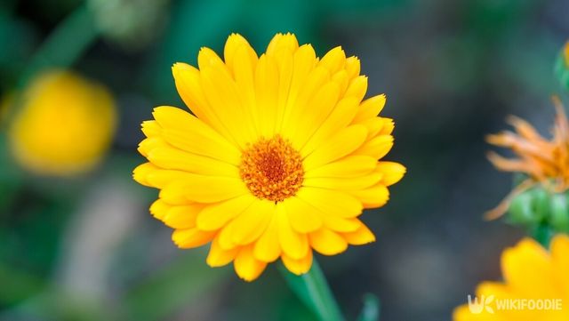 여름철에 피는 노란색 꽃 '금잔화'. / oksanatukane-shutterstock.com