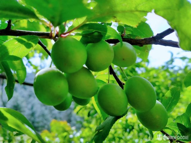 매실 자료사진. / Iam.xsn-shutterstock.com