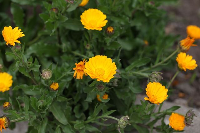 금잔화 자료사진. / 국립생물자원관