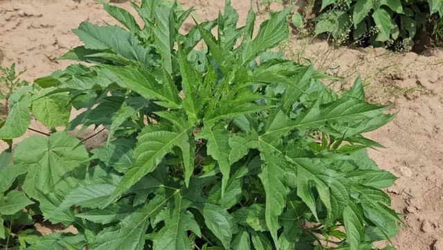 단풍잎돼지풀. / 유튜브 '텃밭친구'