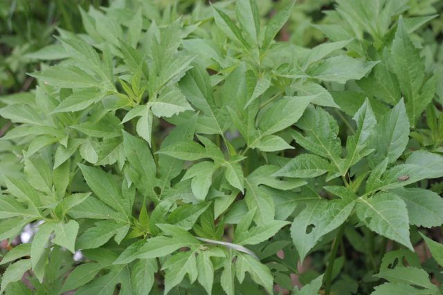 단풍잎돼지풀. / 유튜브 '텃밭친구'