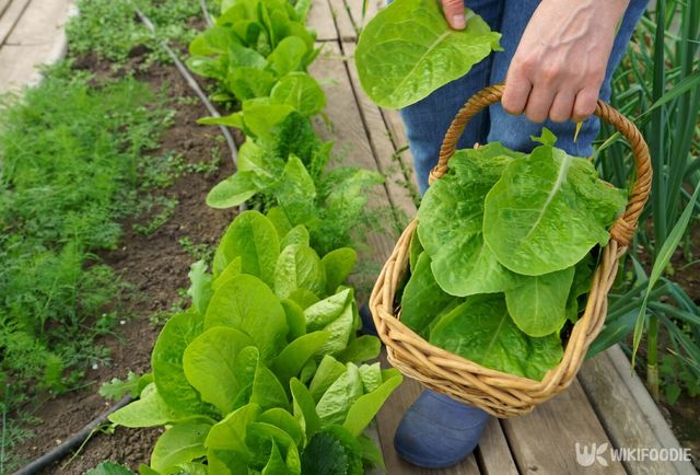 상추 자료사진. / Aprilphoto-shutterstock.com