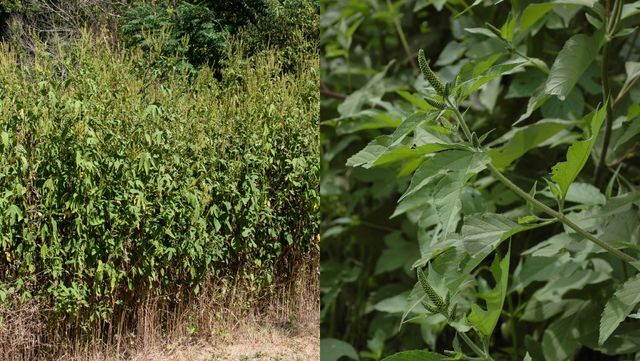 단풍잎돼지풀. / 국립생물자원관