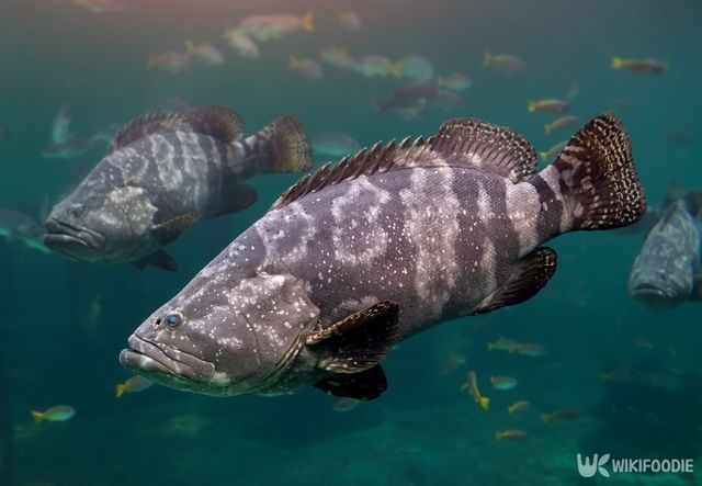 자바리 자료사진. / NPDstock-shutterstock.com