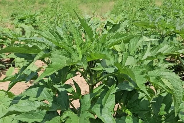 단풍잎돼지풀. / 유튜브 '텃밭친구'