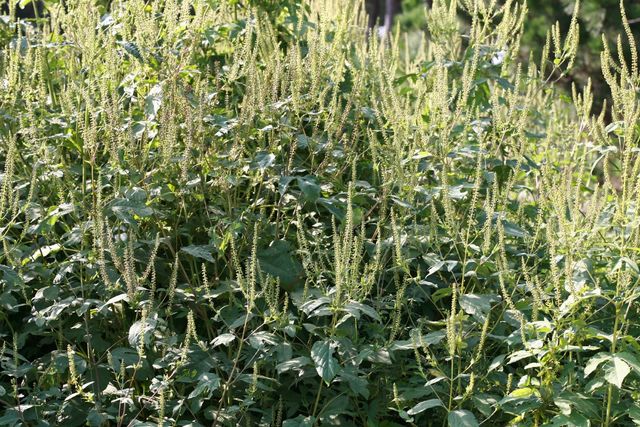 단풍잎돼지풀. / 국립생물자원관