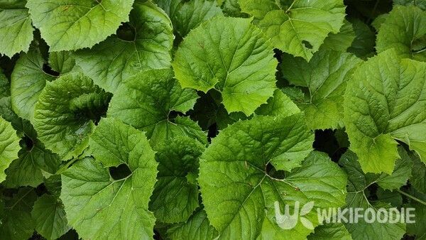 머위잎 자료사진. /&nbsp;Marzena Krajewska-Las-shutterstock.com