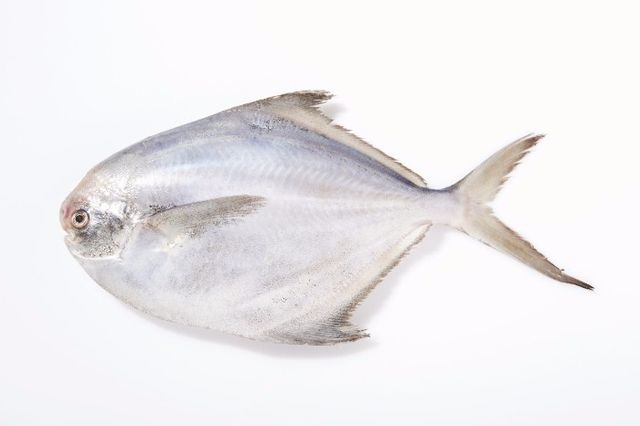 병어 사진. / 신안군